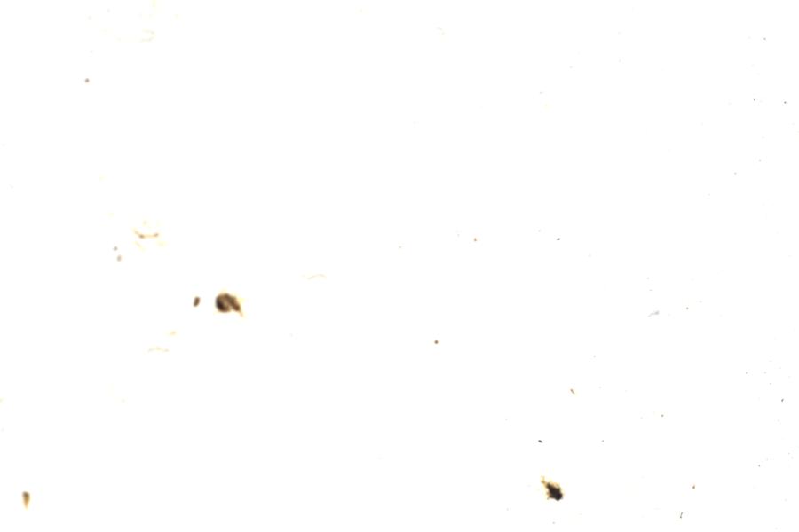 Image 117